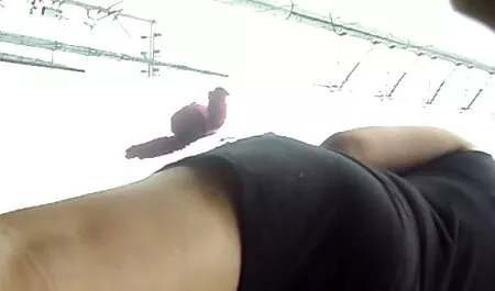 Zwei Tennisplätze befinden sich auf dem Bett eines glatzköpfigen Trainers. scharfe reife frauen